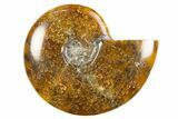 Polished Cretaceous Ammonite (Cleoniceras) Fossil - Madagascar #305899-1